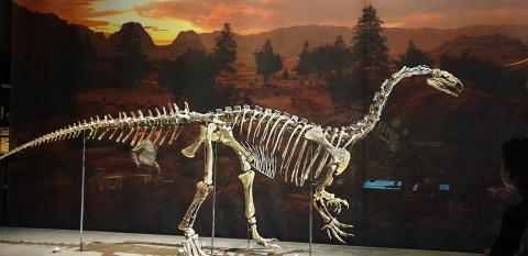Plateosaurus