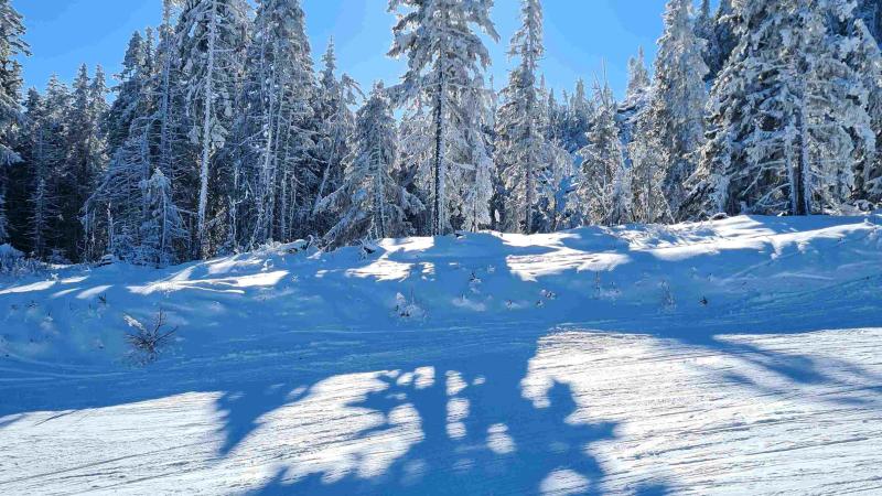 Ski-Landesmeisterschaften