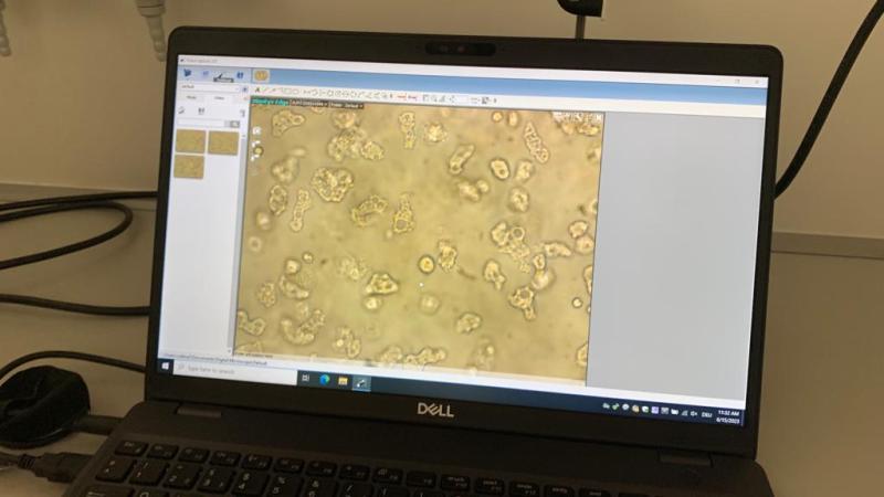 2C im Zentrum für Mikrobiologie